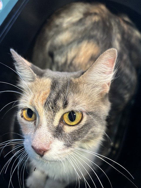 KITKAT, a cat for adoption from Plano Animal Shelter