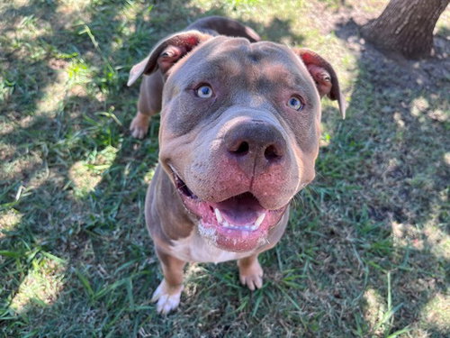Tank, American Staffordshire Terrier (medium coat)