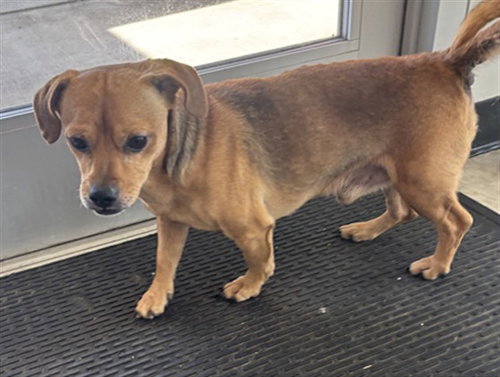 A220670, a dog for adoption from Plano Animal Shelter
