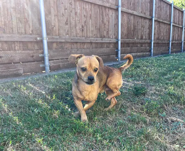 Louie - Chihuahua
