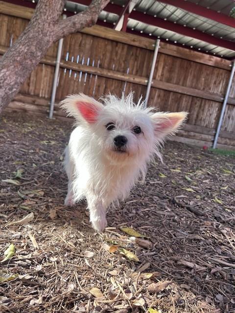 Bunny, Maltese / Mixed (medium coat)