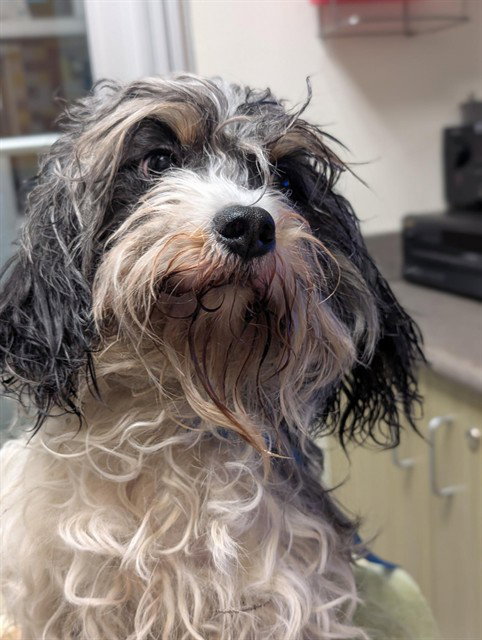 A220683, a dog for adoption from Plano Animal Shelter