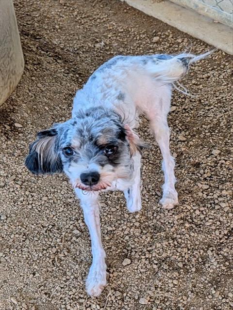 CURLY, a dog for adoption from Plano Animal Shelter