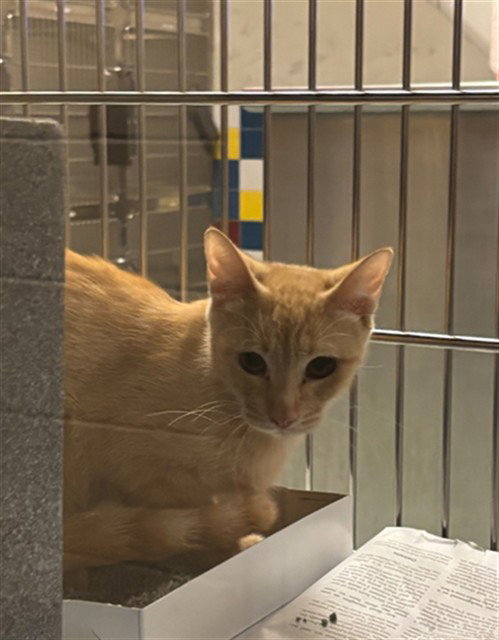 A220714, a cat for adoption from Plano Animal Shelter