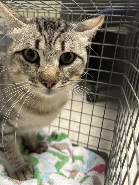 REESE, a cat for adoption from Plano Animal Shelter