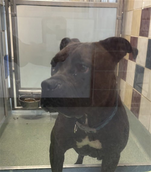 A220729, a dog for adoption from Plano Animal Shelter