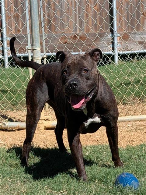 JACK, a dog for adoption from Plano Animal Shelter