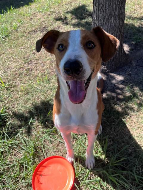 Maisie, Australian Kelpie / Great Pyrenees / Mixed (medium coat)