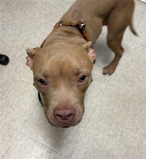 Tilly, Pit Bull Terrier / Mixed (medium coat)