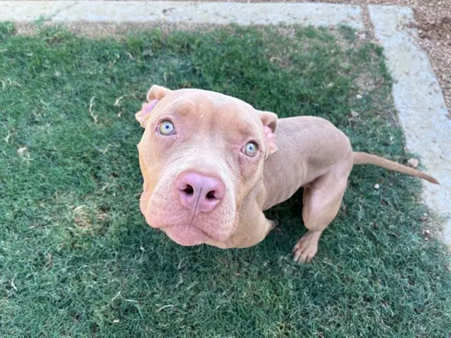 Tilly - Pit Bull Terrier