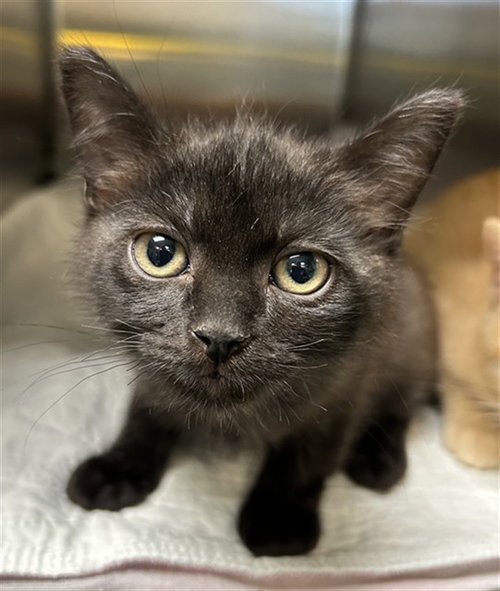 Squeaky, Domestic Short Hair / Mixed (medium coat)