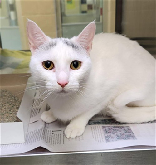 Tootsie, Domestic Short Hair / Mixed (medium coat)