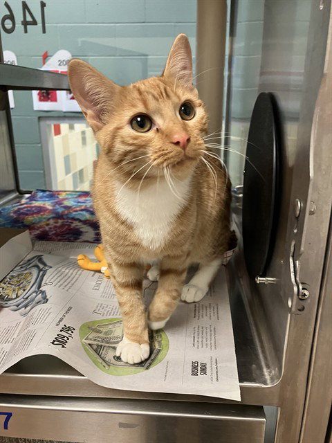 Marsha, Domestic Short Hair / Mixed (medium coat)