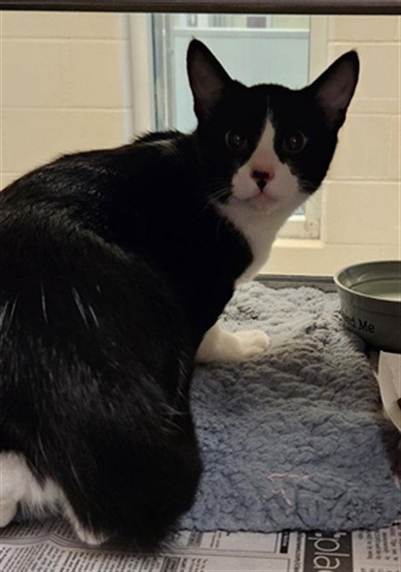 Danny, Domestic Short Hair (medium coat)