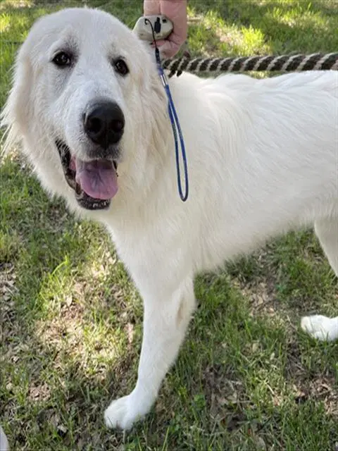 Susy - Great Pyrenees