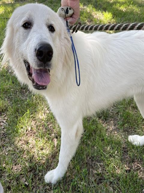 Susy, Great Pyrenees / Mixed (medium coat)