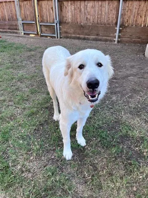 Susy - Great Pyrenees