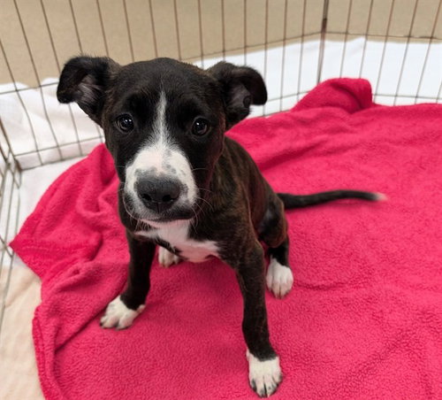 Molly, Pit Bull Terrier / Mixed (medium coat)