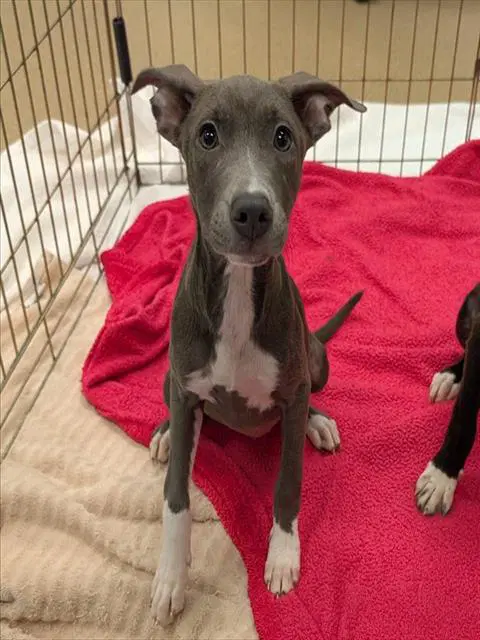 Mandy - Pit Bull Terrier