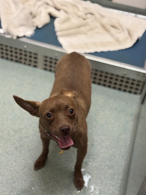 ROXIE, a dog for adoption from Plano Animal Shelter