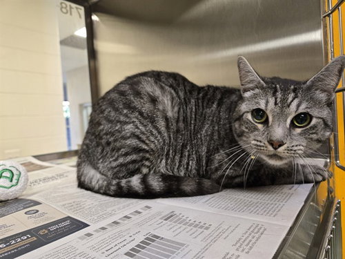 TIGER, a cat for adoption from Plano Animal Shelter