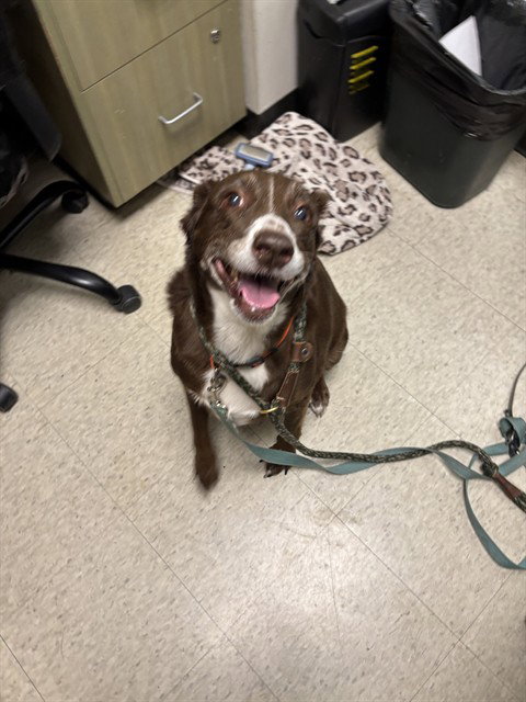 Paris, Australian Shepherd / Mixed (medium coat)