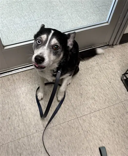 Bella - Border Collie