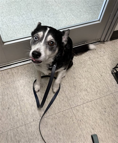 Bella, Border Collie / Mixed (medium coat)