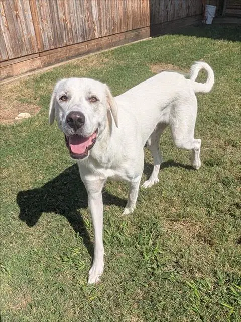 Lilly - Great Pyrenees