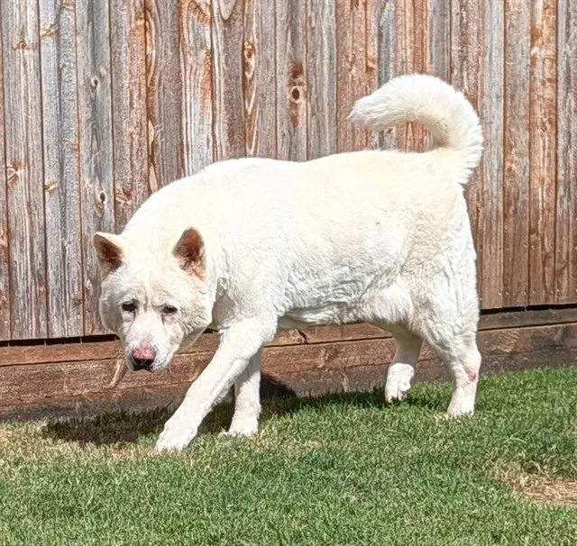 Akira - Akita