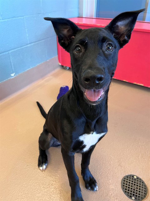 Gracie, Labrador Retriever / Mixed (medium coat)
