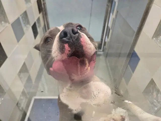 Moose - Pit Bull Terrier