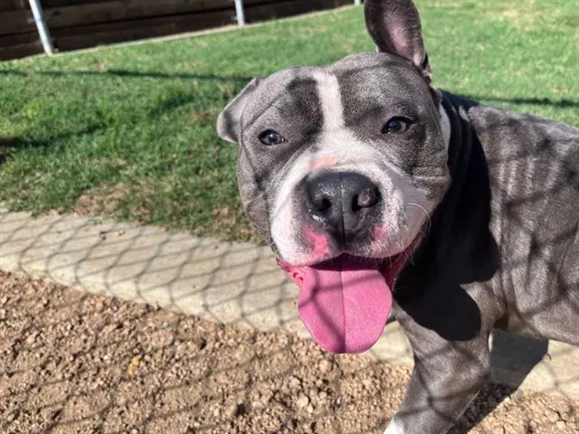 Moose - Pit Bull Terrier