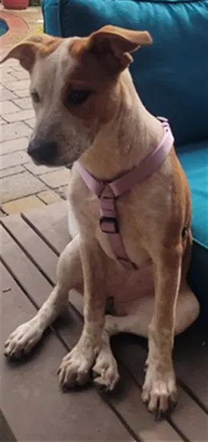 Patches - Australian Cattle Dog/Blue Heeler