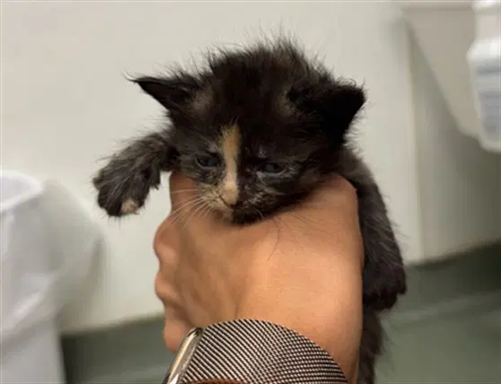 Prissy - Domestic Short Hair