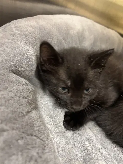 Piper - Domestic Short Hair