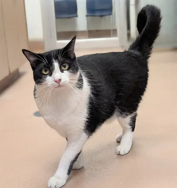 Hilbert - Domestic Short Hair