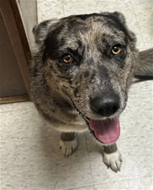 Snooki - Australian Shepherd