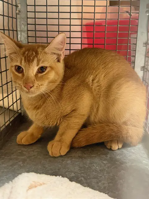 Cheeto - Domestic Short Hair
