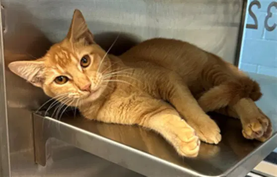 Cheeto - Domestic Short Hair