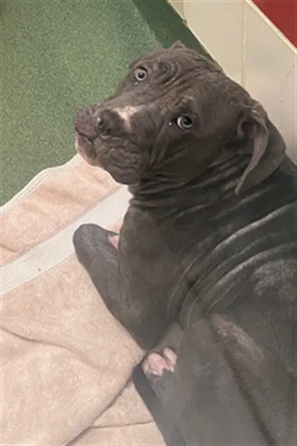 Bruce - Pit Bull Terrier