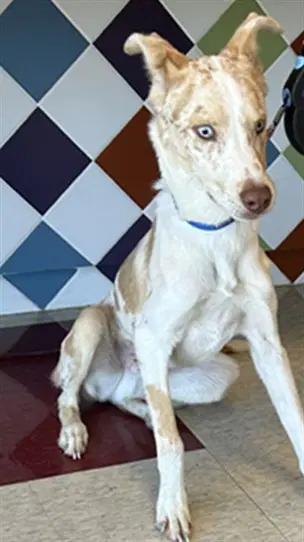 Rico - Catahoula Leopard Dog