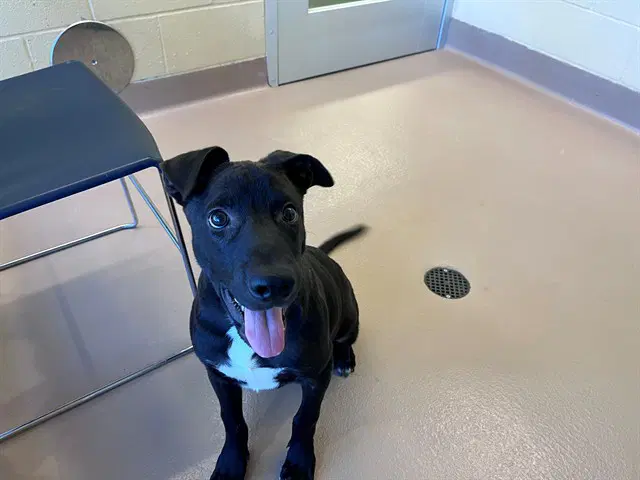 Freddy - Labrador Retriever