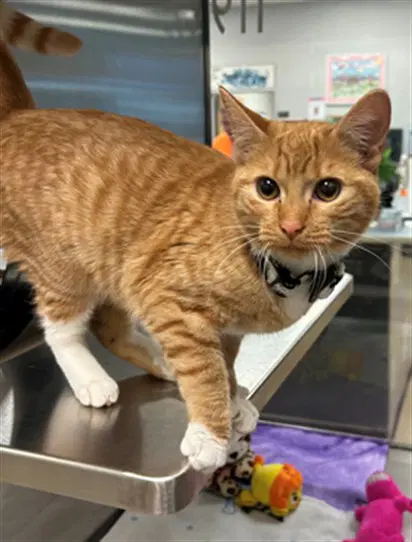 Marsha - Domestic Short Hair