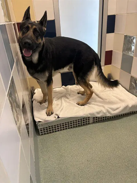Big Mac - German Shepherd Dog