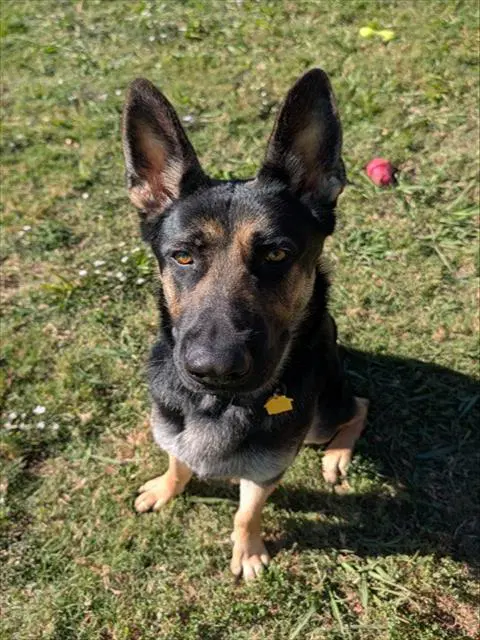 Big Mac - German Shepherd Dog