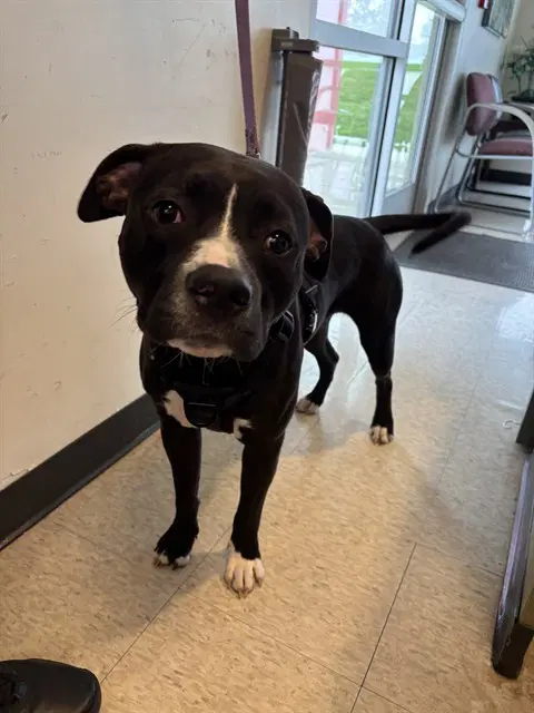 Moose - Pit Bull Terrier