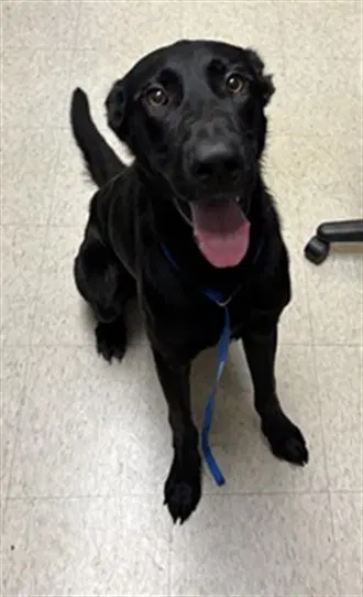 Stretch - Labrador Retriever