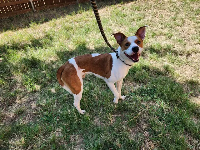 Patches - Basenji