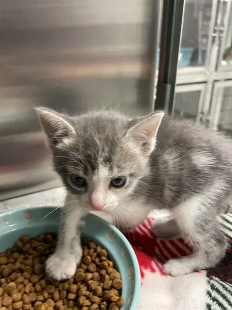 Unknown - Domestic Short Hair